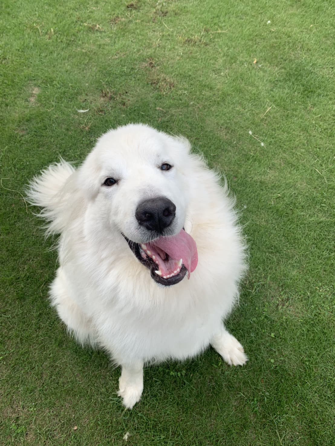 東京都八王子市の犬のしつけ訓練ドッグスクールマリン