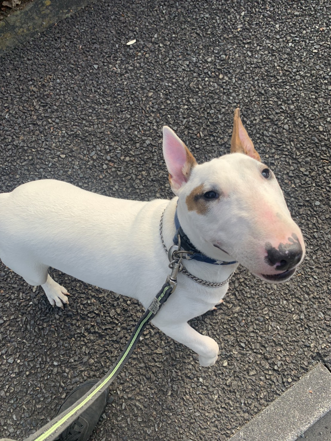 東京都八王子市の犬のしつけ訓練ドッグスクールマリン