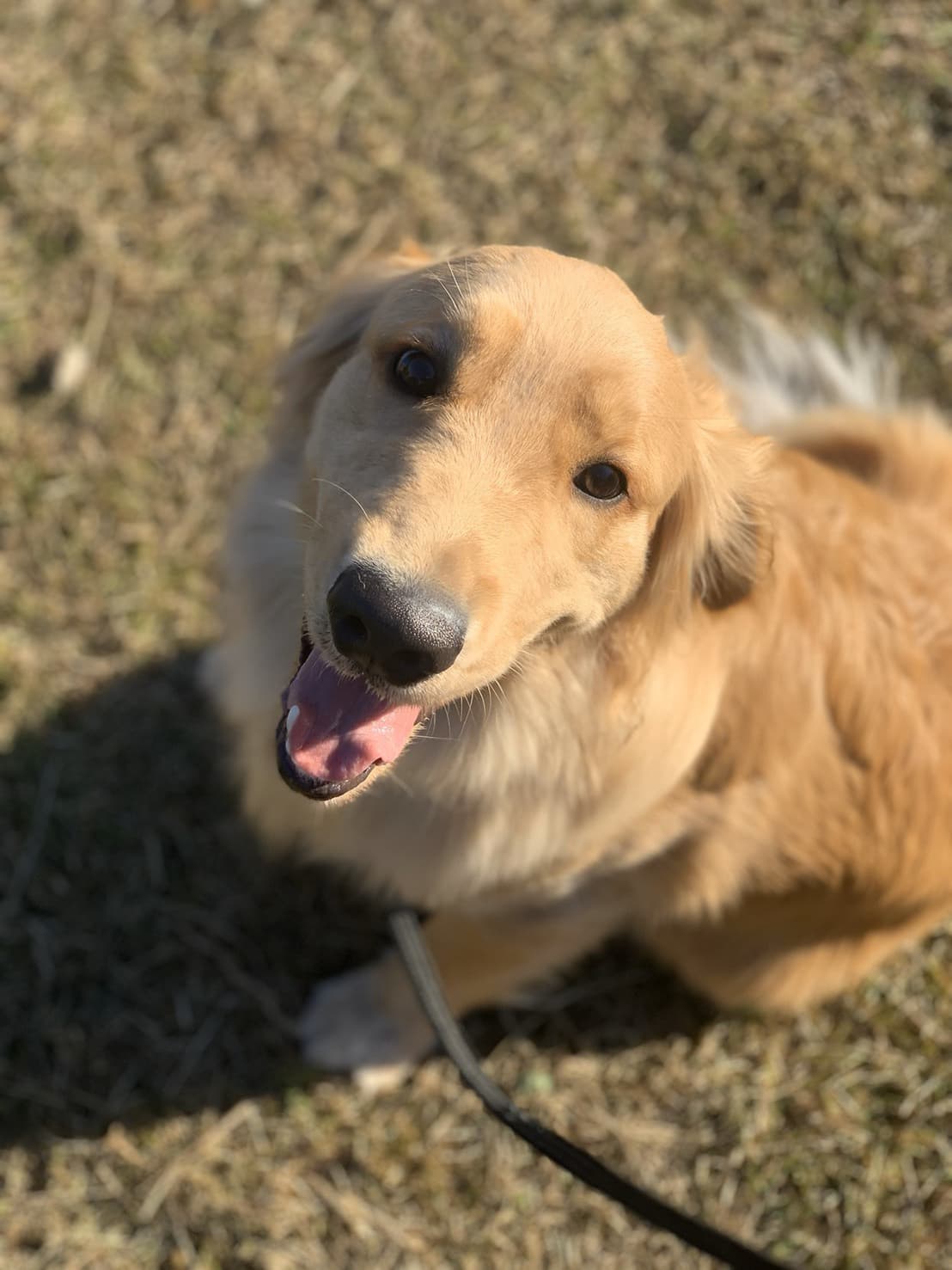 東京都八王子市の犬のしつけ訓練ドッグスクールマリン