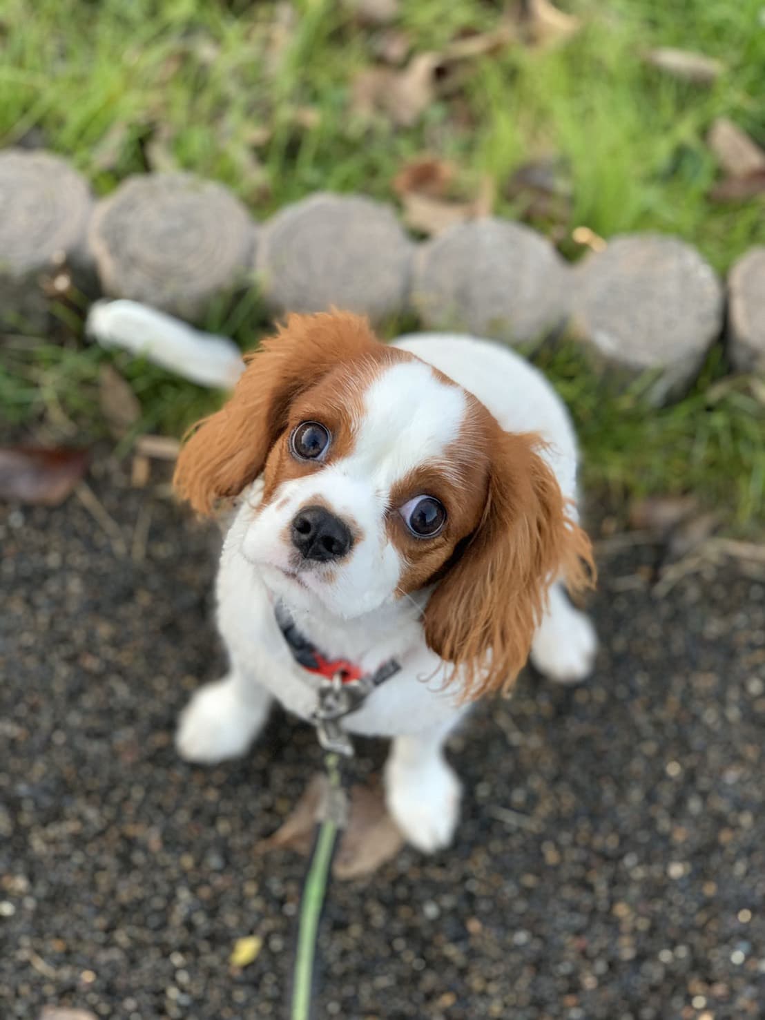 東京都八王子市の犬のしつけ訓練ドッグスクールマリン