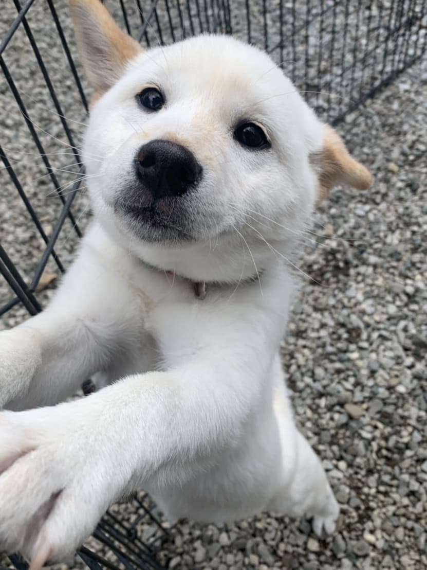 東京都八王子市の犬のしつけ訓練ドッグスクールマリン