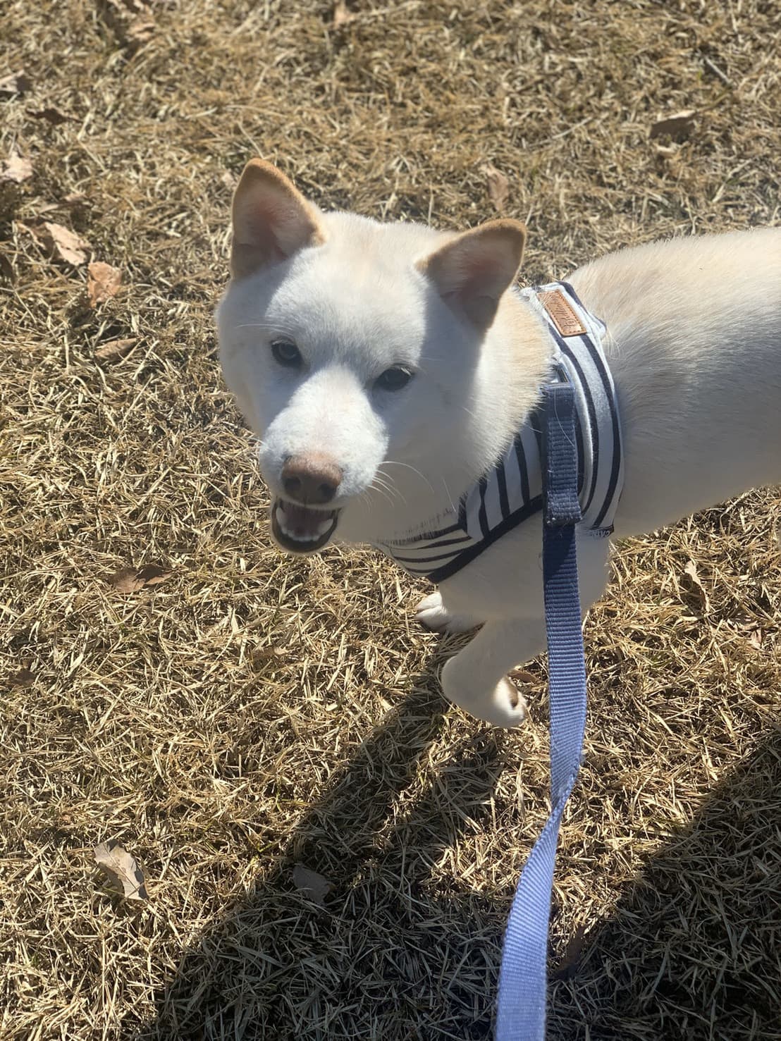東京都八王子市の犬のしつけ訓練ドッグスクールマリン