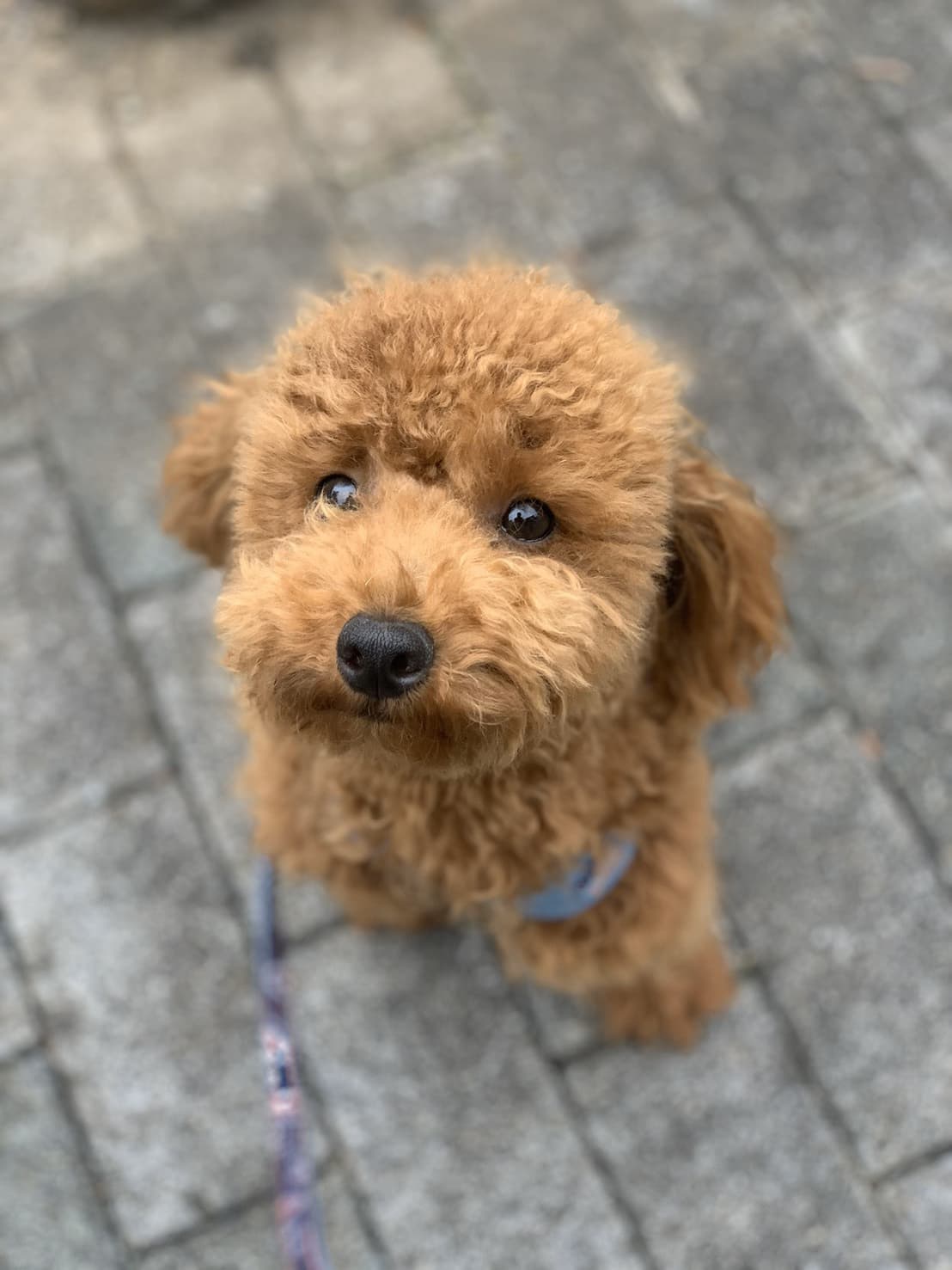 東京都八王子市の犬のしつけ訓練ドッグスクールマリン