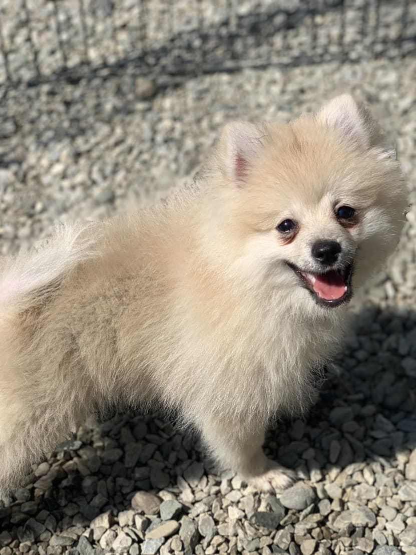 東京都八王子市の犬のしつけ訓練ドッグスクールマリン