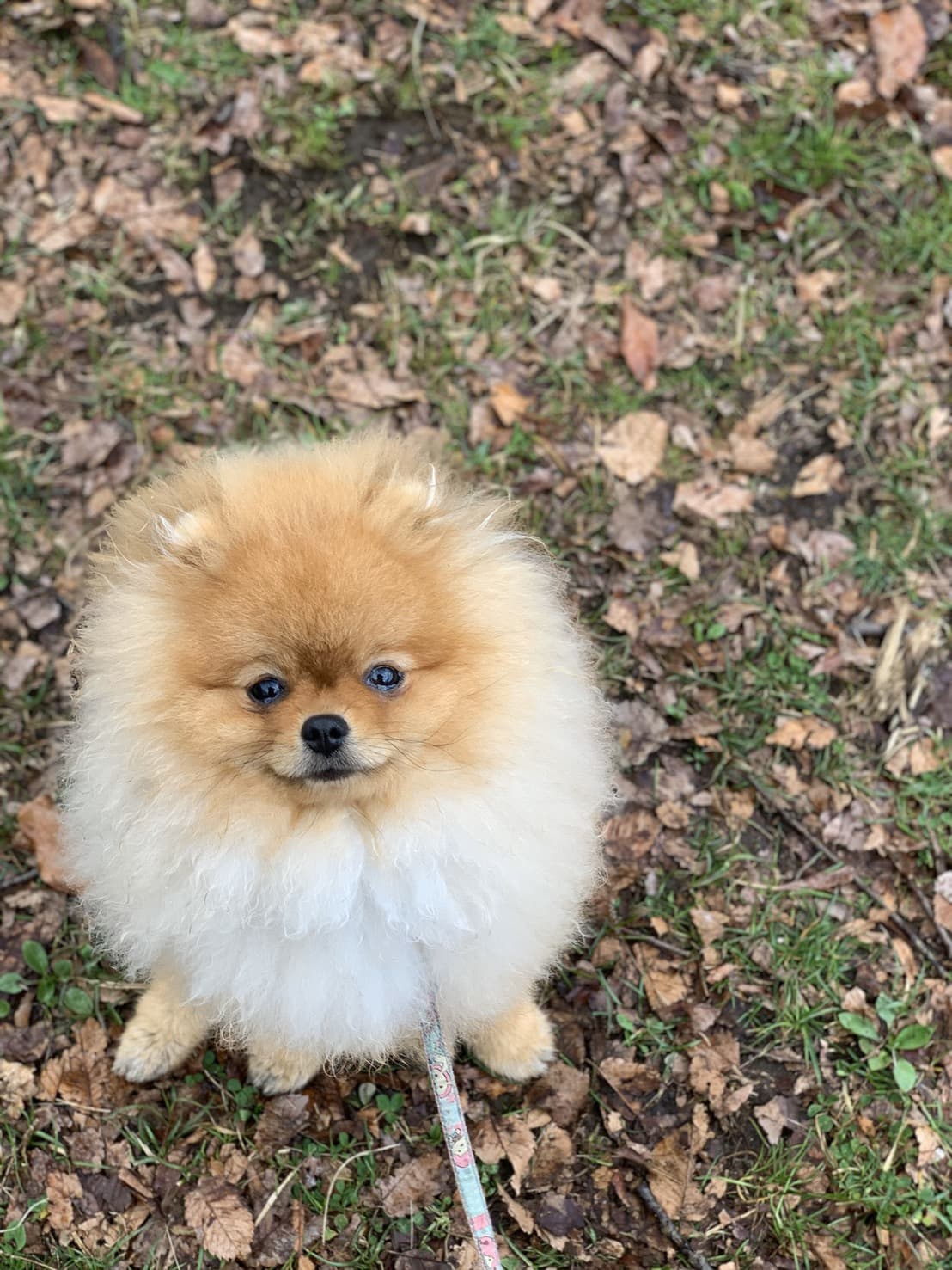 東京都八王子市の犬のしつけ訓練ドッグスクールマリン