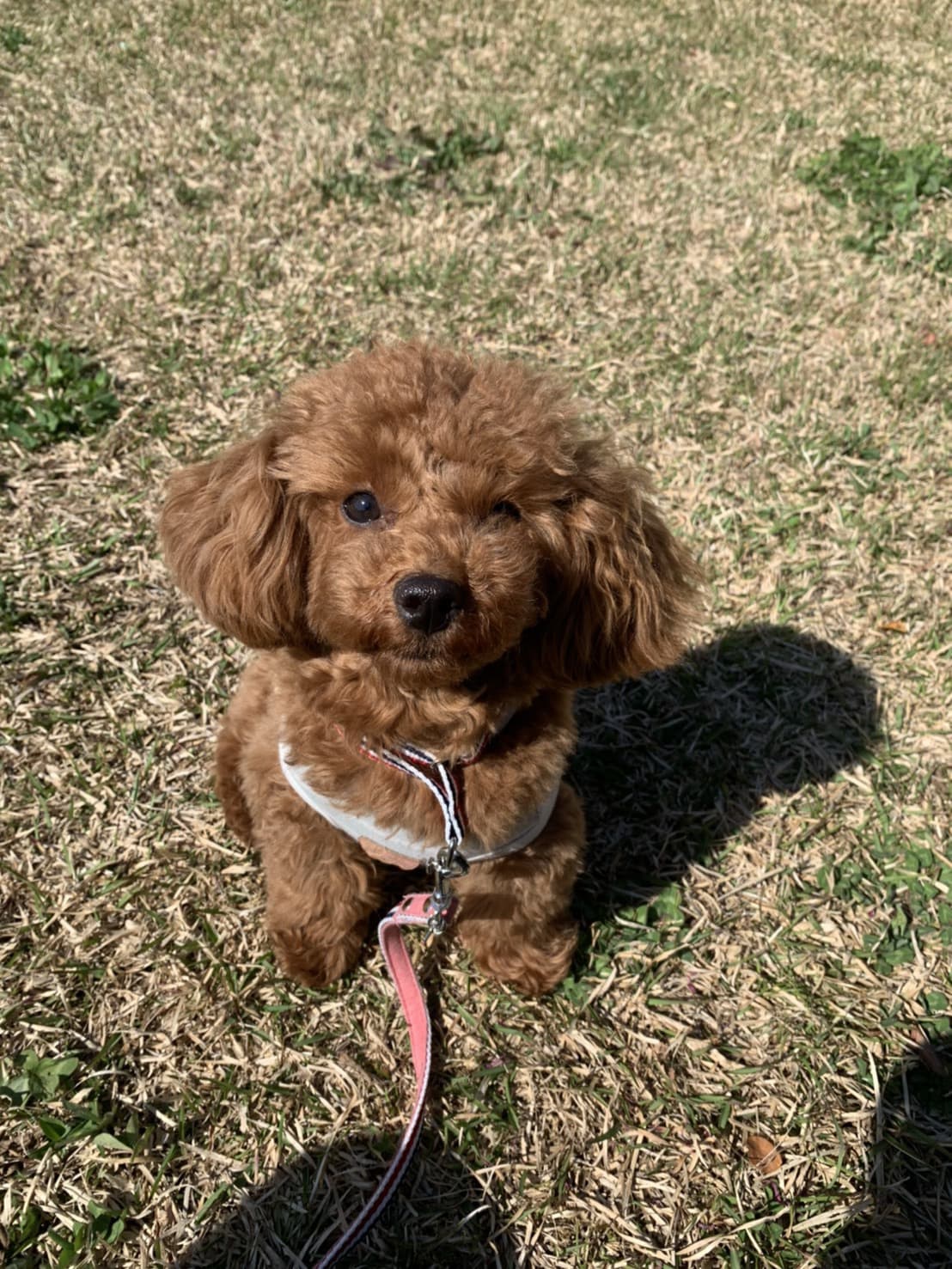 東京都八王子市の犬のしつけ訓練ドッグスクールマリン