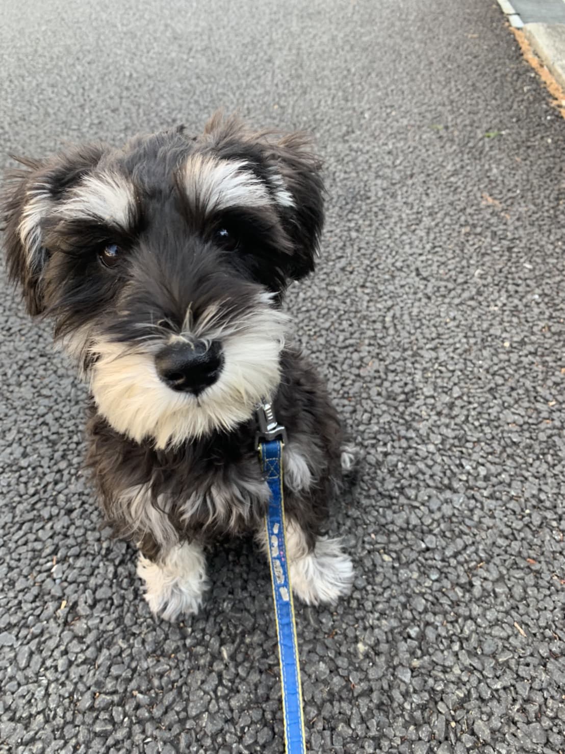 東京都八王子市の犬のしつけ訓練ドッグスクールマリン