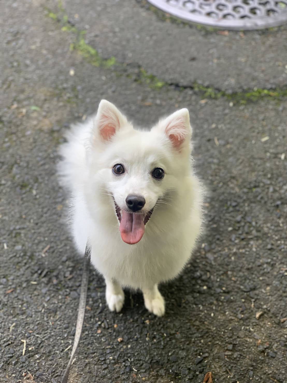 東京都八王子市の犬のしつけ訓練ドッグスクールマリン