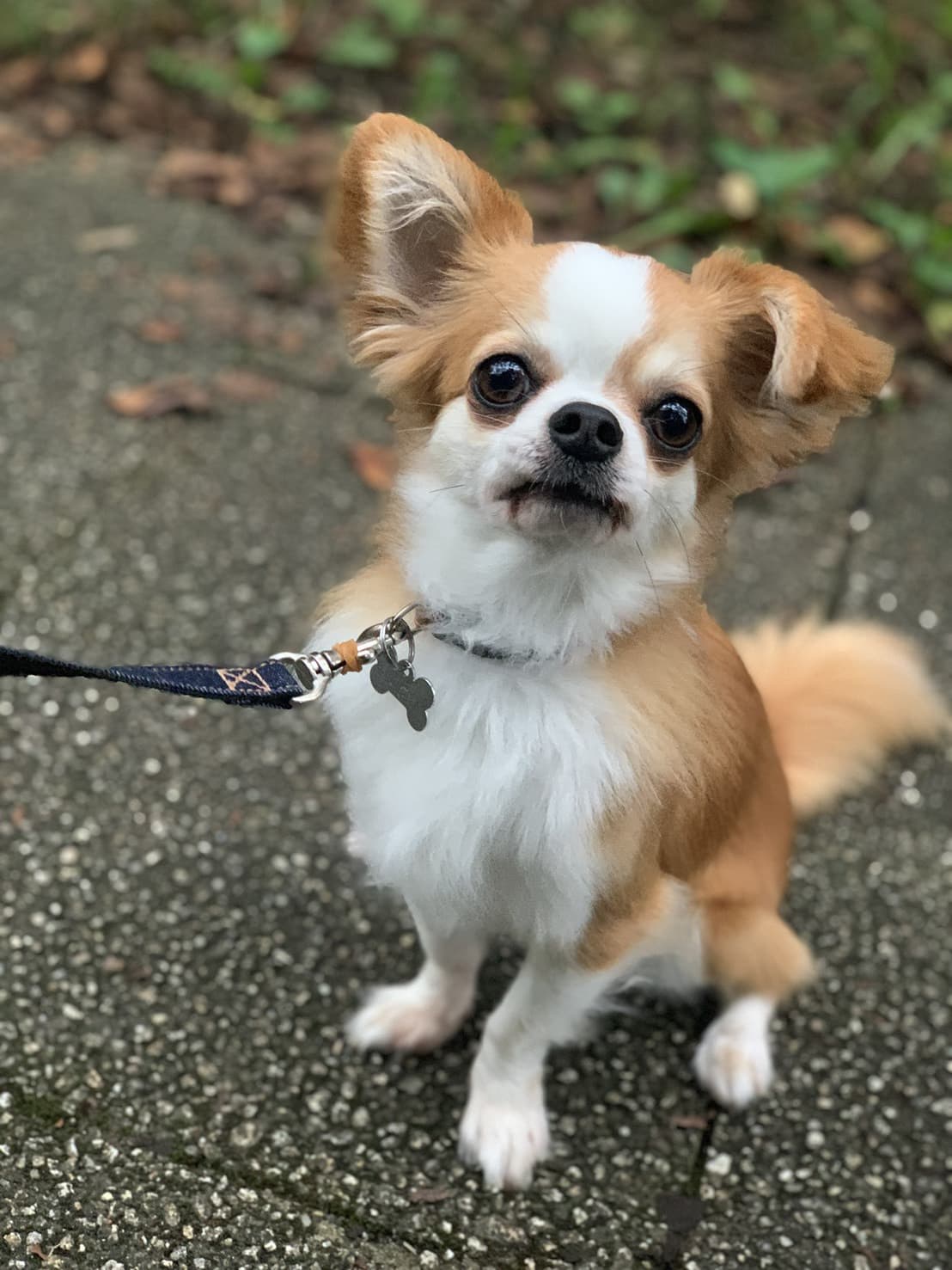 東京都八王子市の犬のしつけ訓練ドッグスクールマリン