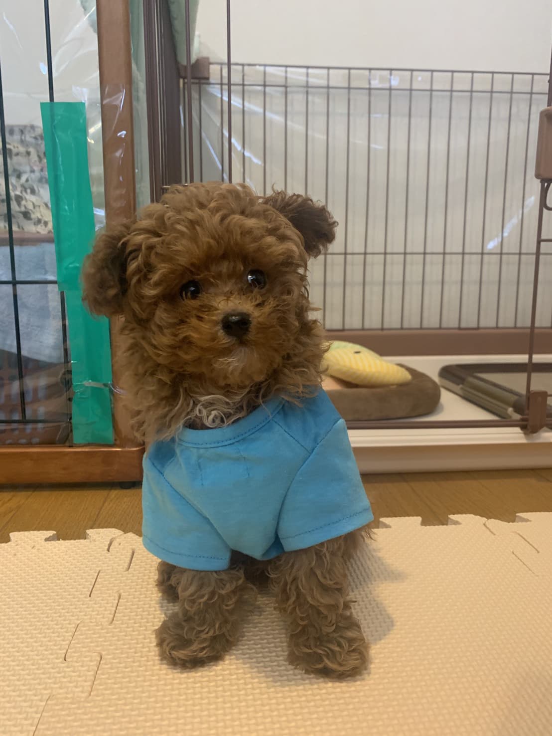 東京都八王子市の犬のしつけ訓練ドッグスクールマリン