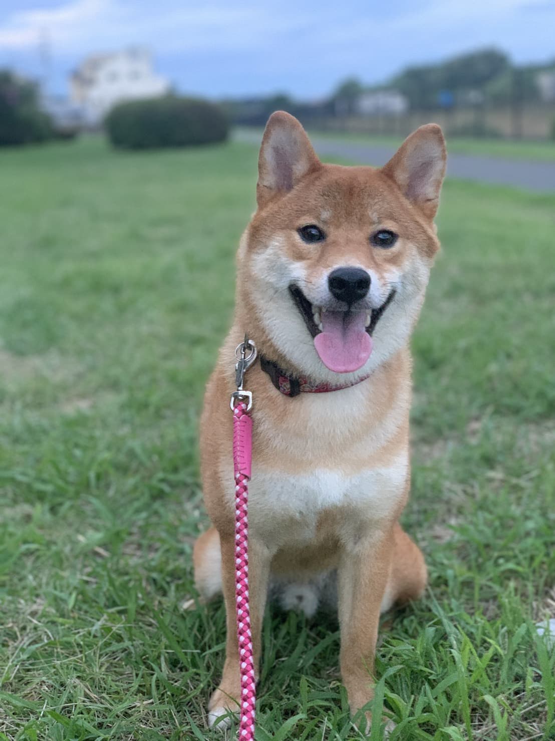 東京都八王子市の犬のしつけ訓練ドッグスクールマリン