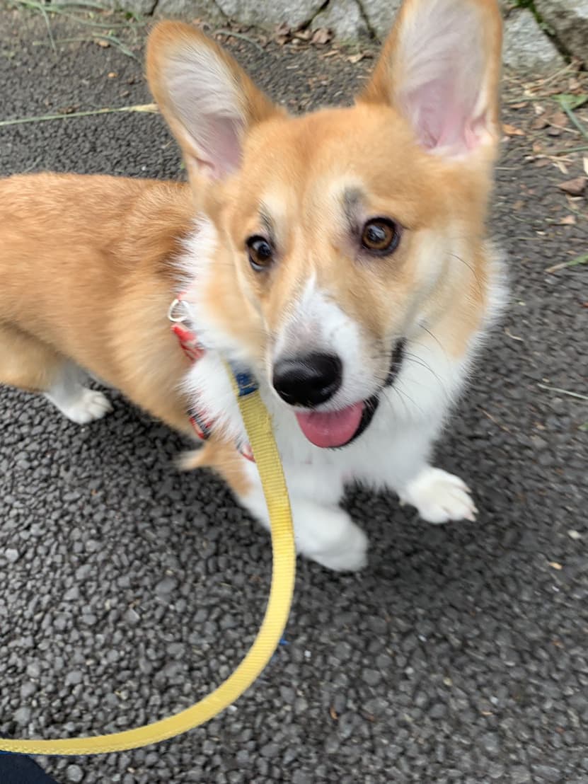東京都八王子市の犬のしつけ訓練ドッグスクールマリン