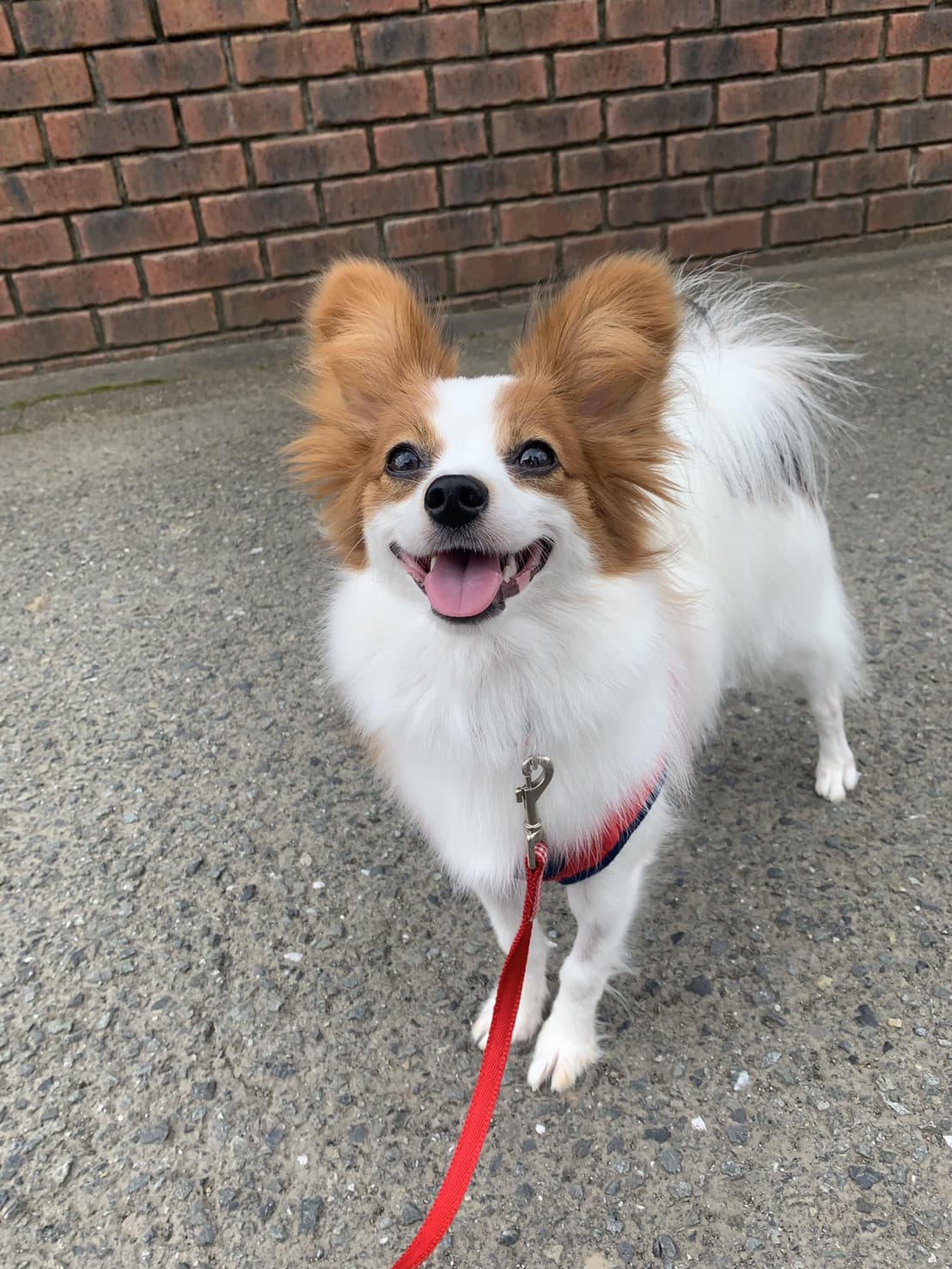 東京都八王子市の犬のしつけ訓練ドッグスクールマリン