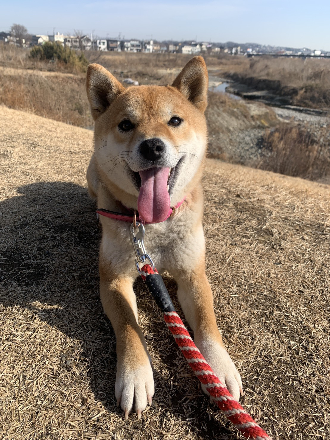 東京都八王子市の犬のしつけ訓練ドッグスクールマリン