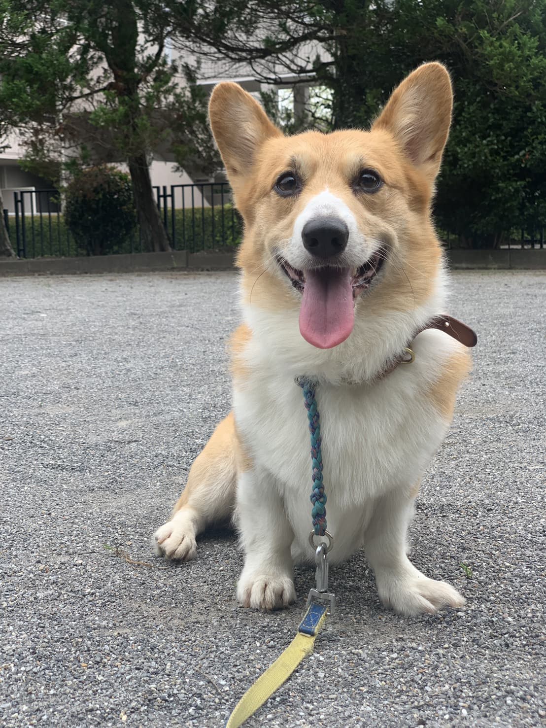 東京都八王子市の犬のしつけ訓練ドッグスクールマリン