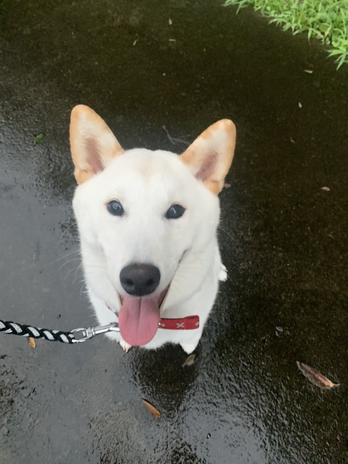 東京都八王子市の犬のしつけ訓練ドッグスクールマリン