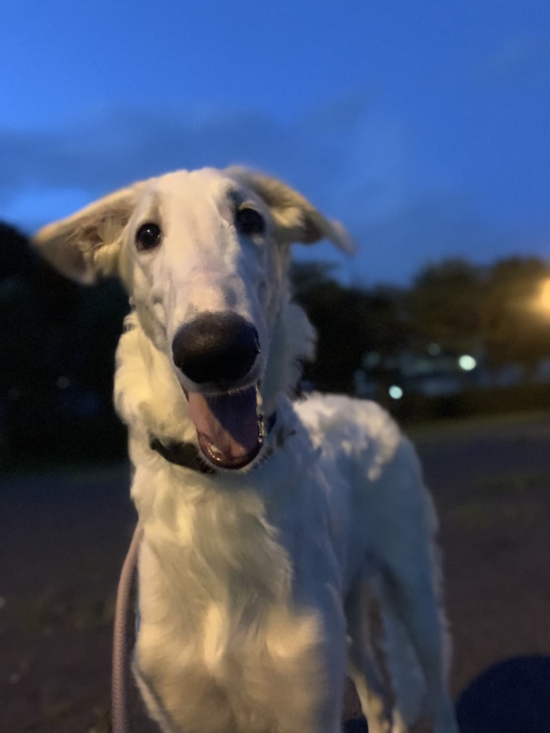 東京都八王子市の犬のしつけ訓練ドッグスクールマリン
