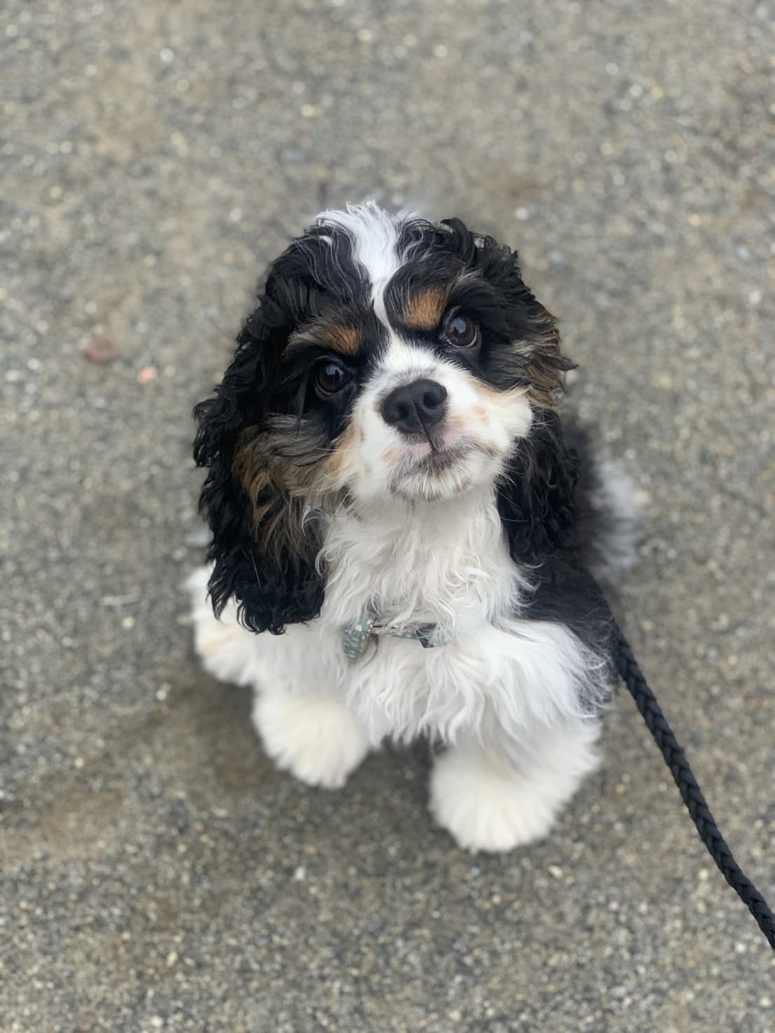 東京都八王子市の犬のしつけ訓練ドッグスクールマリン