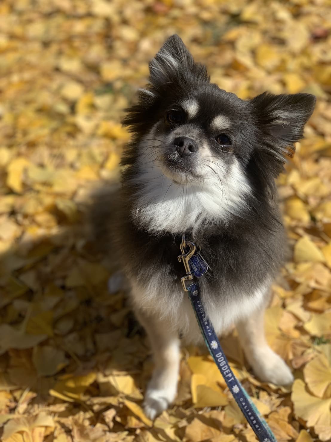東京都八王子市の犬のしつけ訓練ドッグスクールマリン