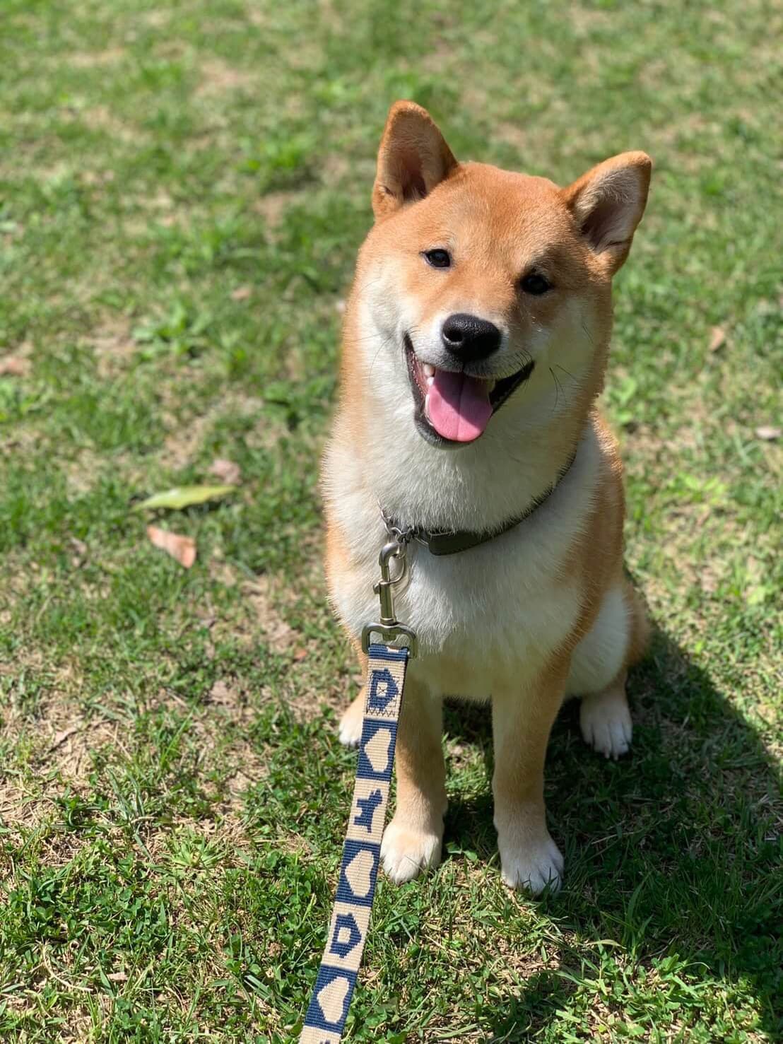 東京都八王子市の犬のしつけ訓練ドッグスクールマリン