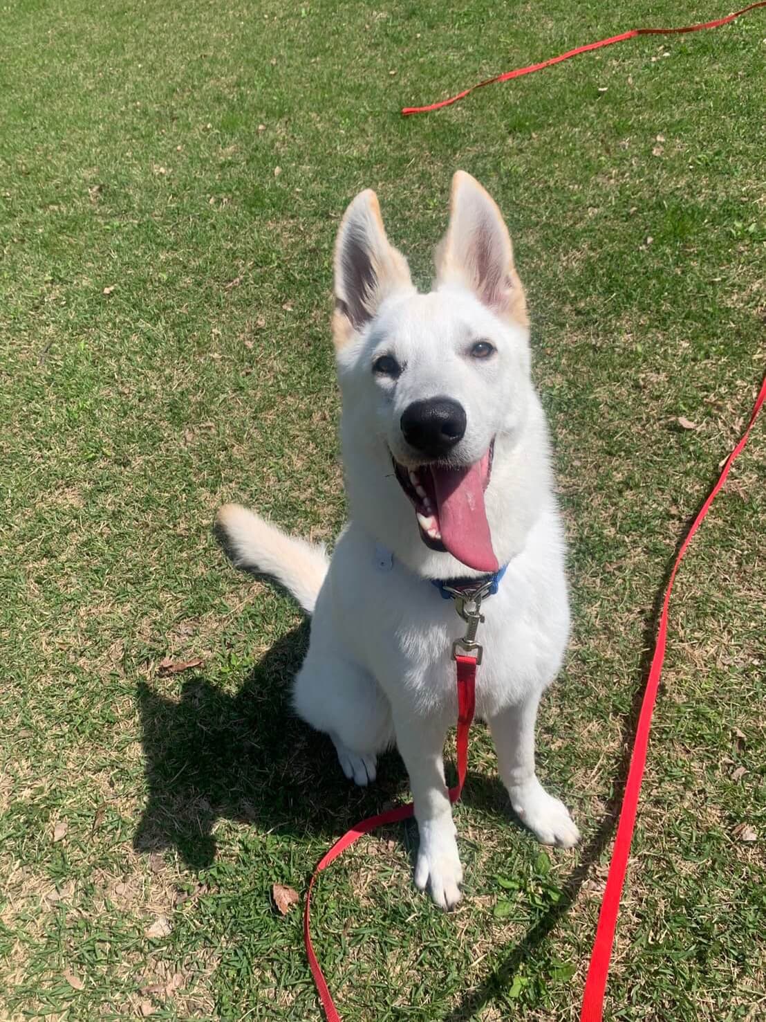 東京都八王子市の犬のしつけ訓練ドッグスクールマリン