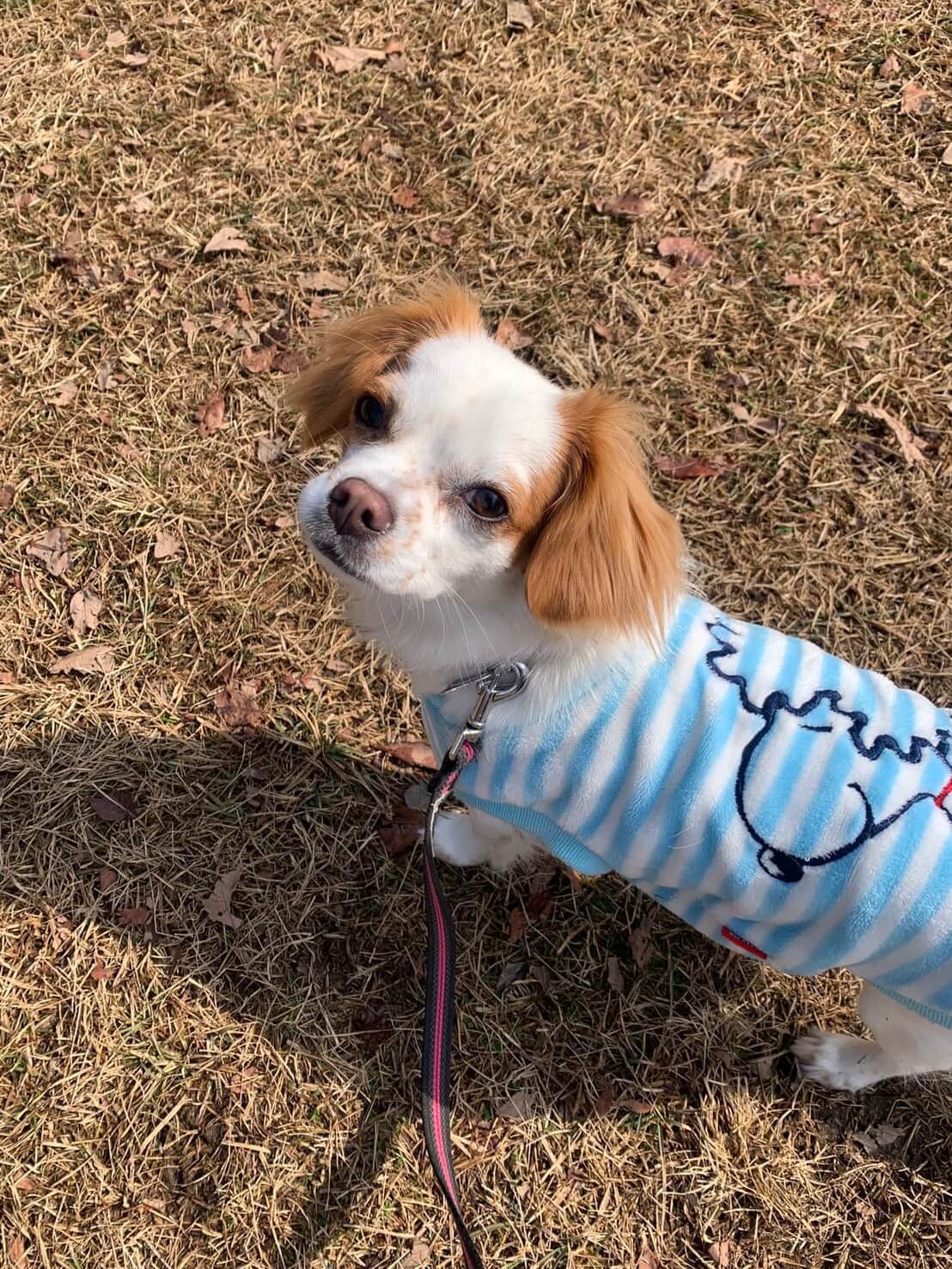 東京都八王子市の犬のしつけ訓練ドッグスクールマリン