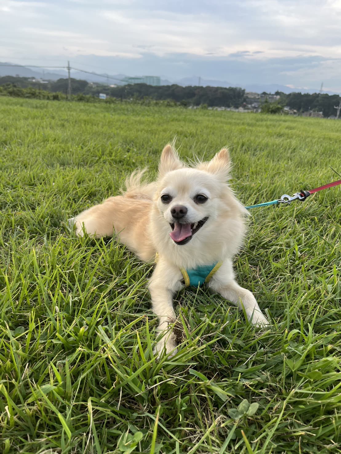 東京都八王子市の犬のしつけ訓練ドッグスクールマリン
