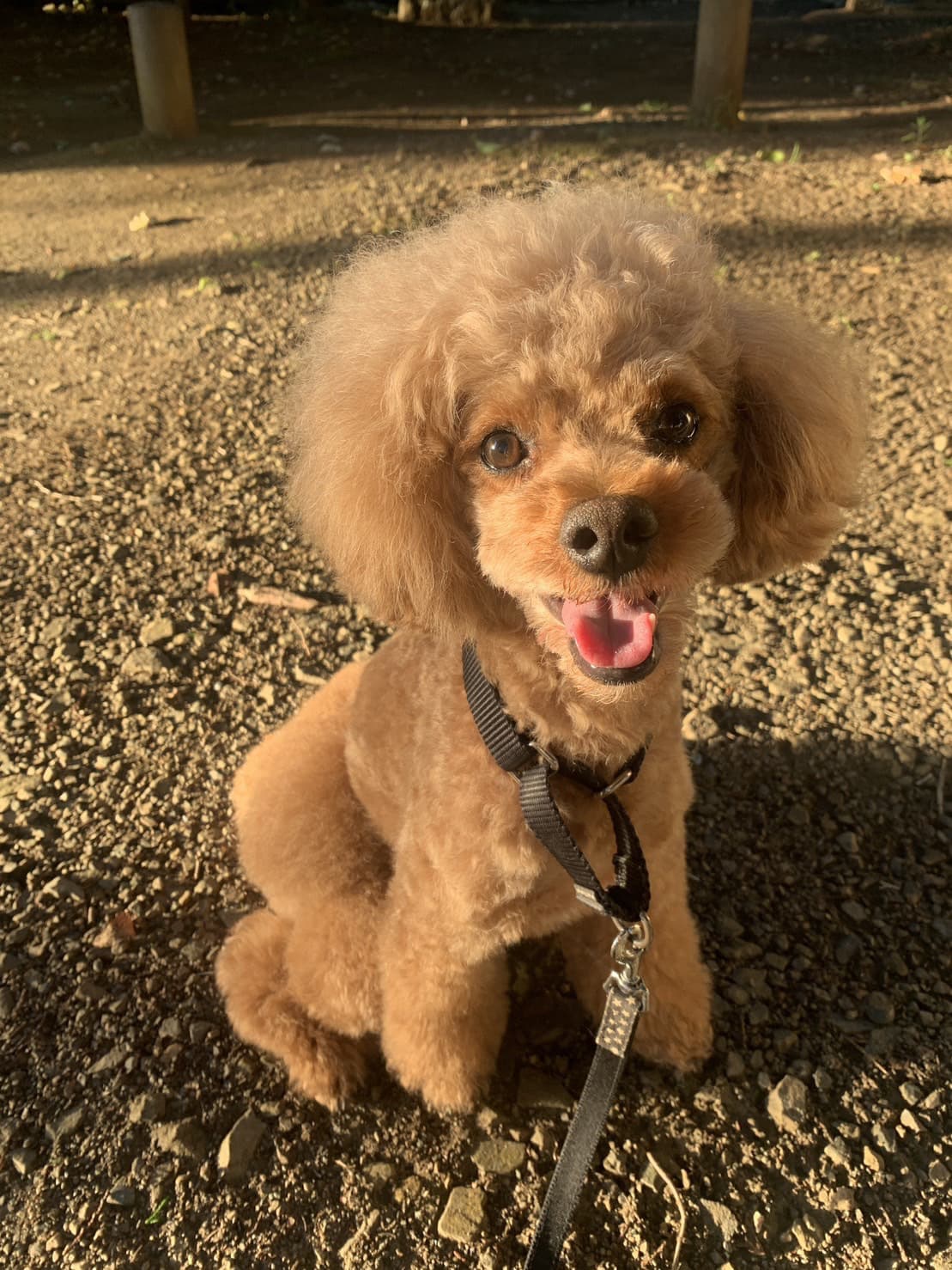 東京都八王子市の犬のしつけ訓練ドッグスクールマリン