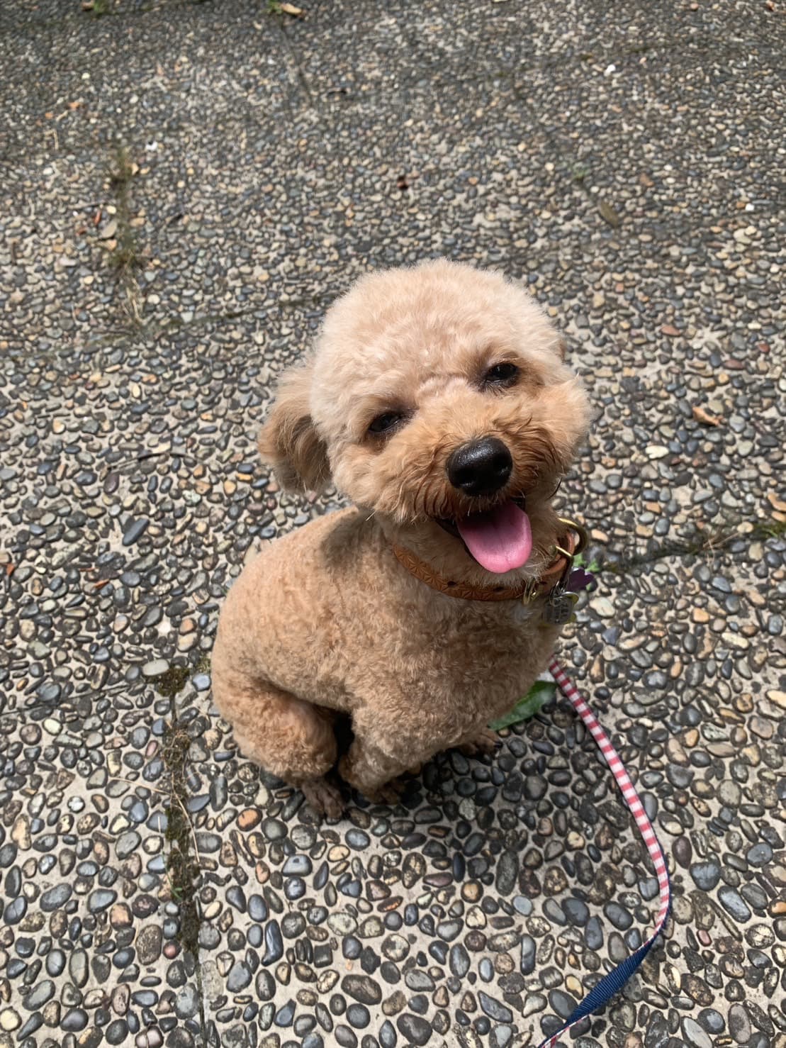東京都八王子市の犬のしつけ訓練ドッグスクールマリン