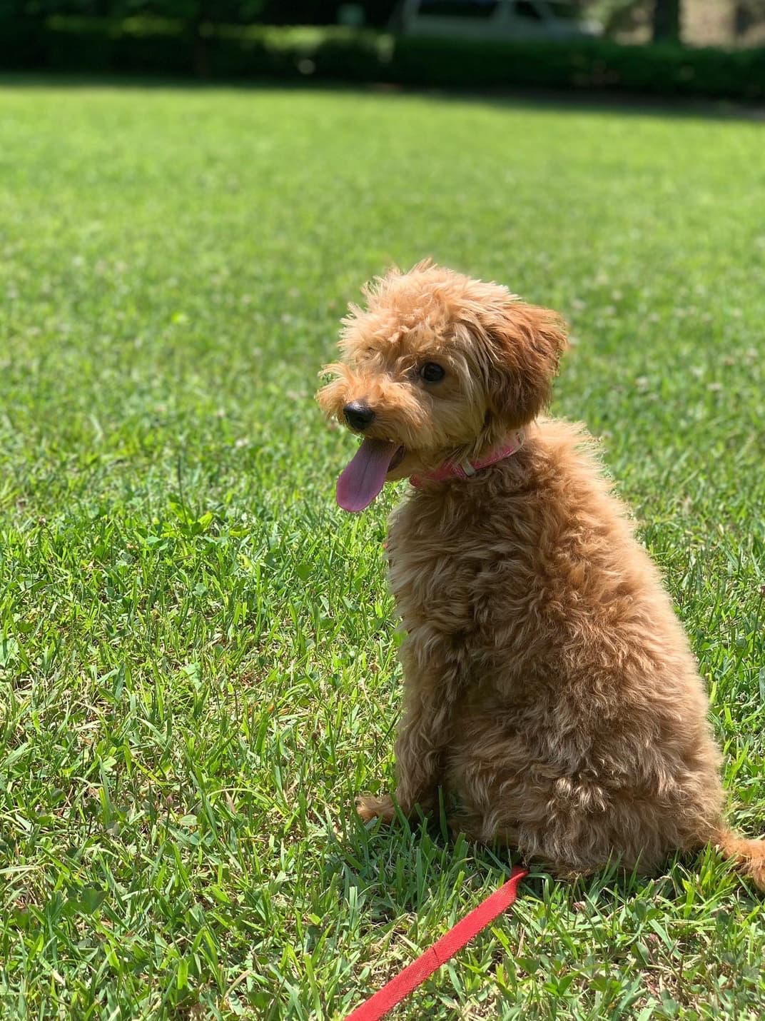 東京都八王子市の犬のしつけ訓練ドッグスクールマリン