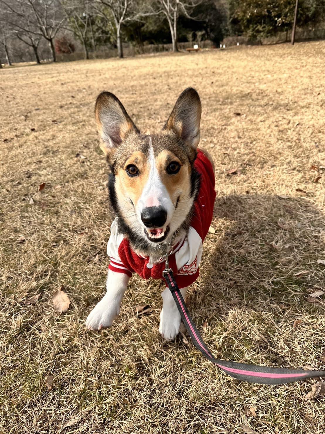 東京都八王子市の犬のしつけ訓練ドッグスクールマリン