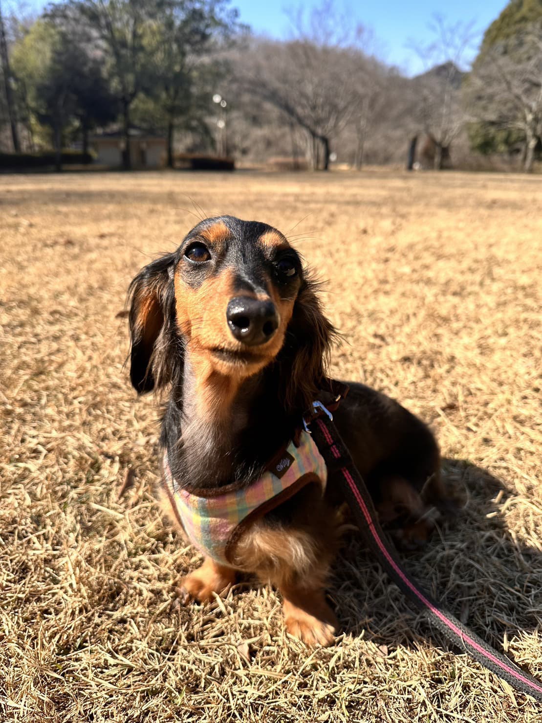 東京都八王子市の犬のしつけ訓練ドッグスクールマリン