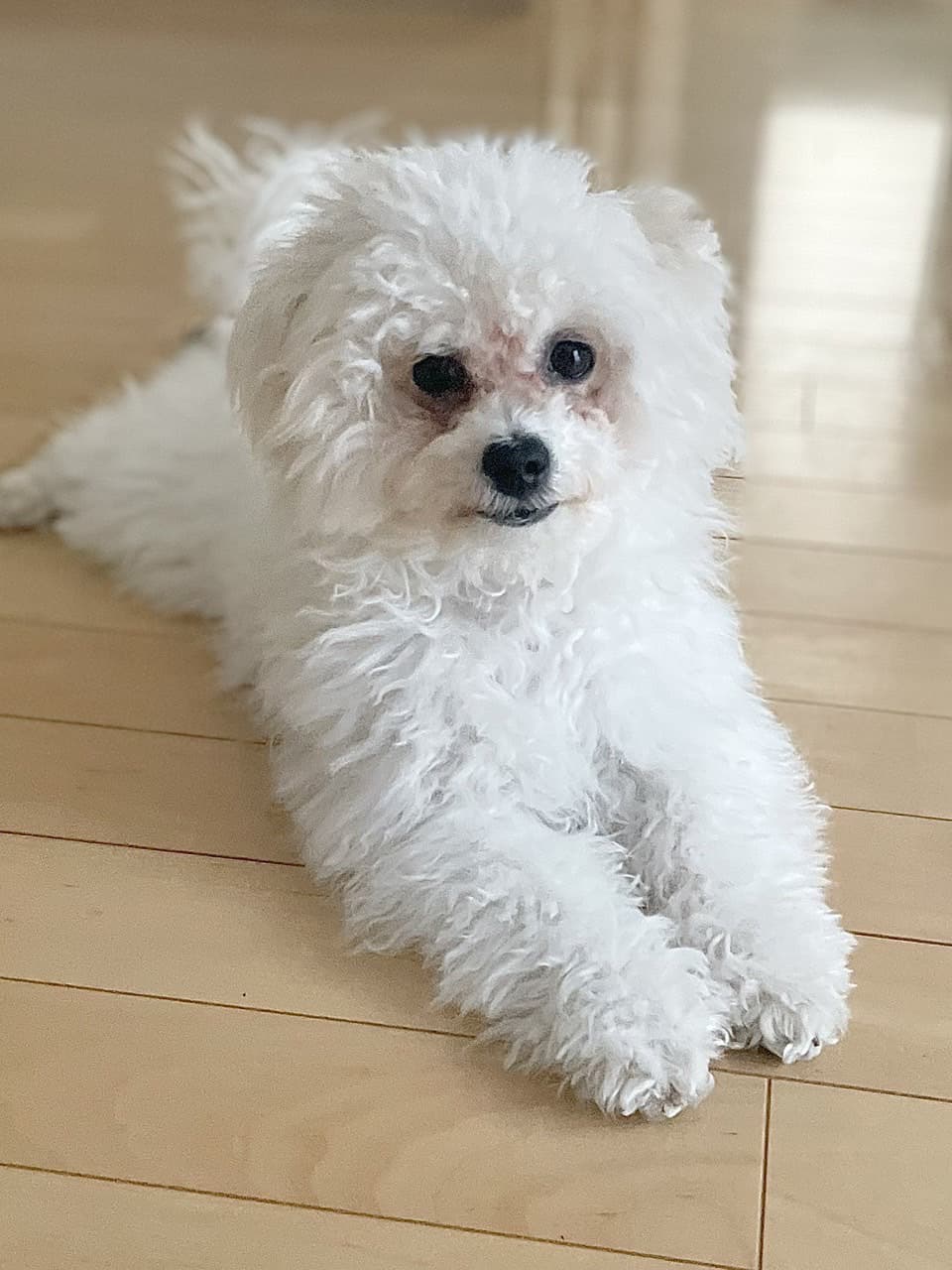 東京都八王子市の犬のしつけ訓練ドッグスクールマリン