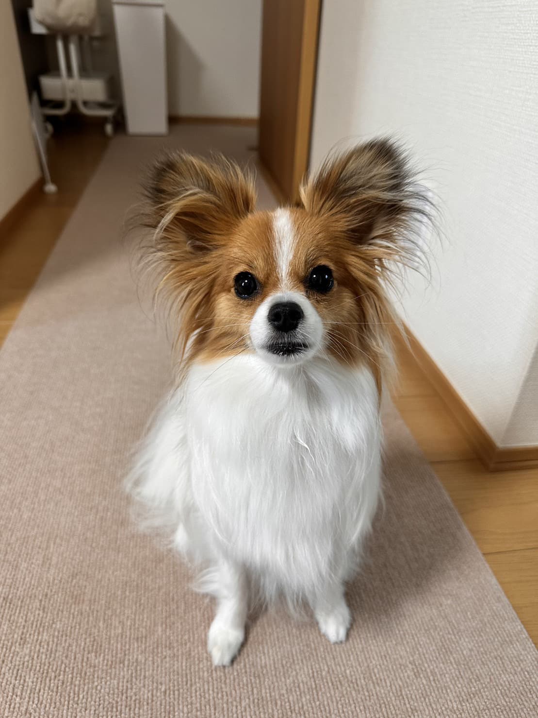 東京都八王子市の犬のしつけ訓練ドッグスクールマリン