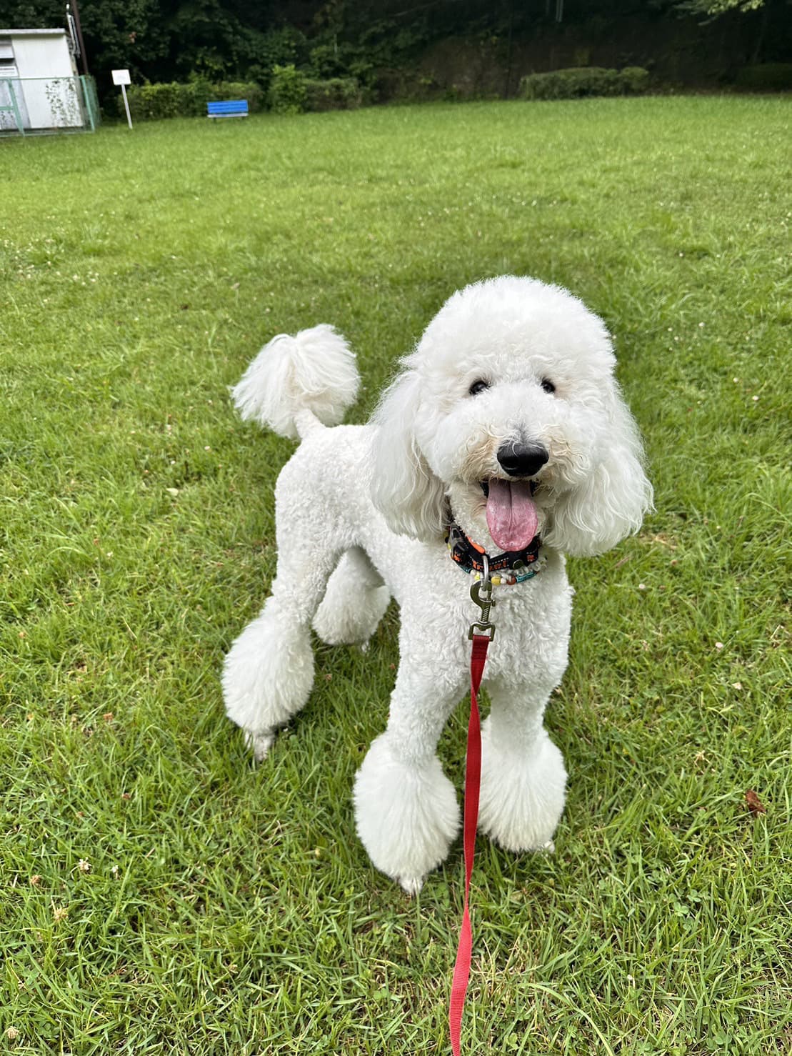 東京都八王子市の犬のしつけ訓練ドッグスクールマリン