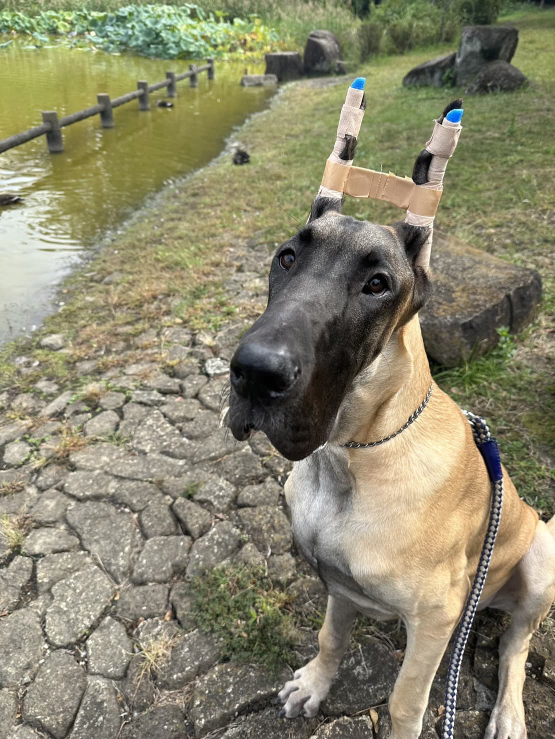 東京都八王子市の犬のしつけ訓練ドッグスクールマリン
