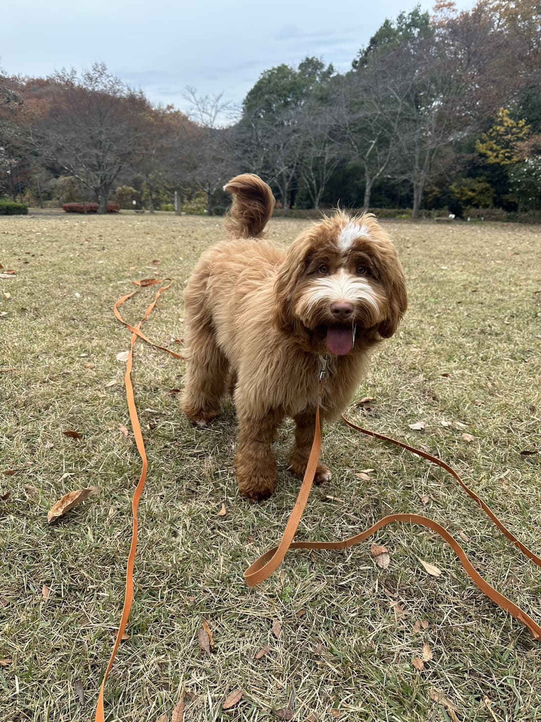 東京都八王子市の犬のしつけ訓練ドッグスクールマリン