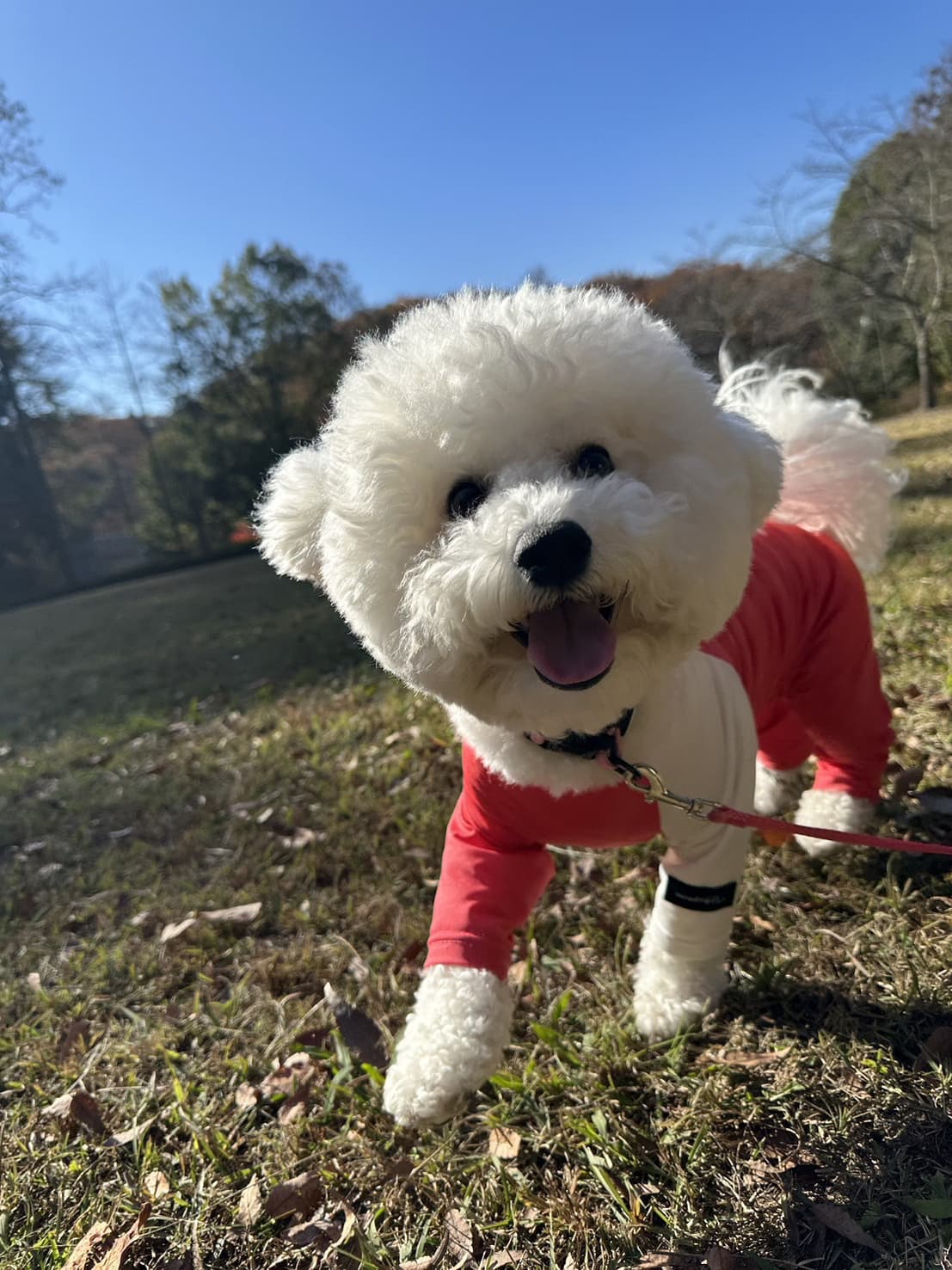 東京都八王子市の犬のしつけ訓練ドッグスクールマリン