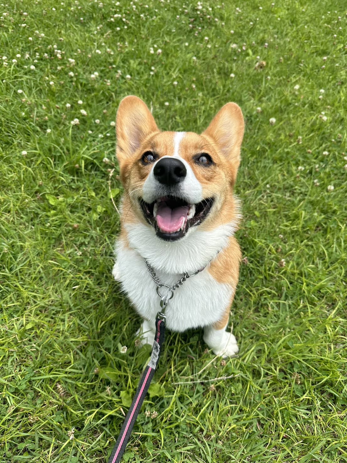 東京都八王子市の犬のしつけ訓練ドッグスクールマリン