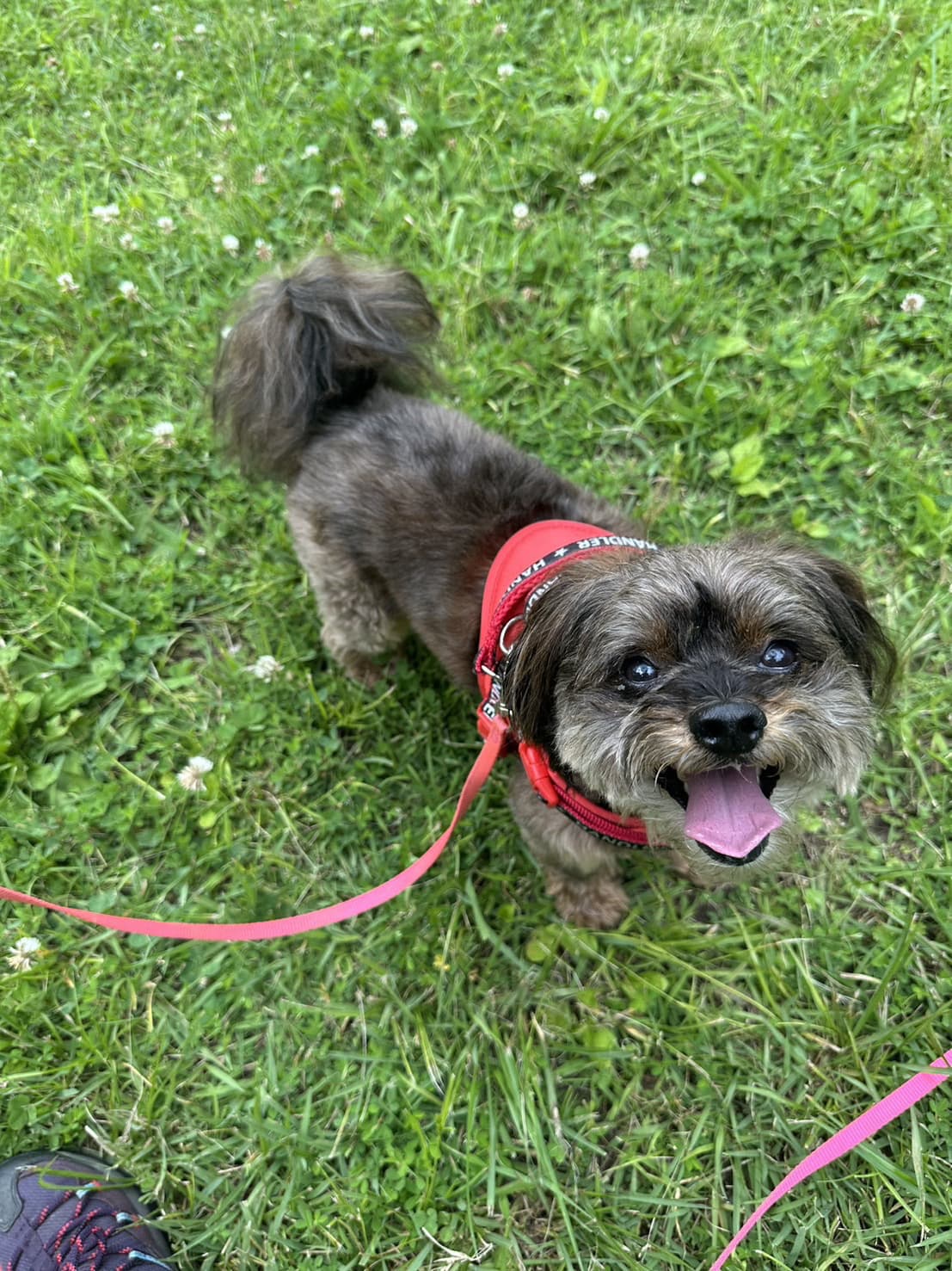 東京都八王子市の犬のしつけ訓練ドッグスクールマリン