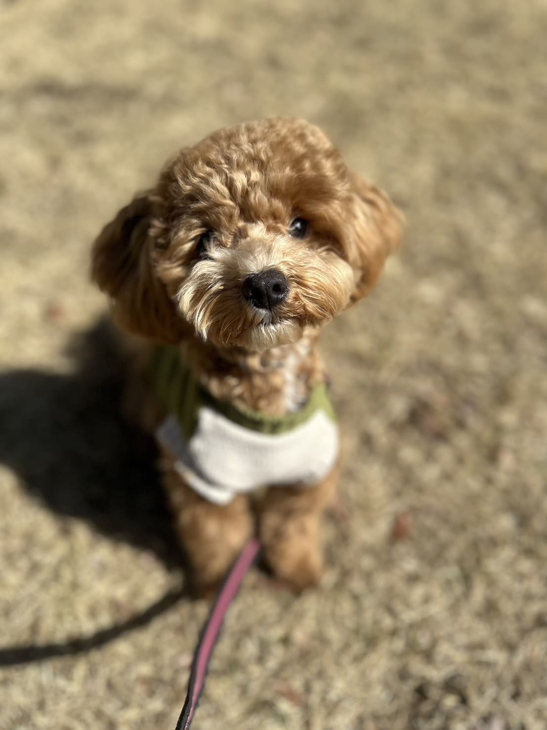 東京都八王子市の犬のしつけ訓練ドッグスクールマリン