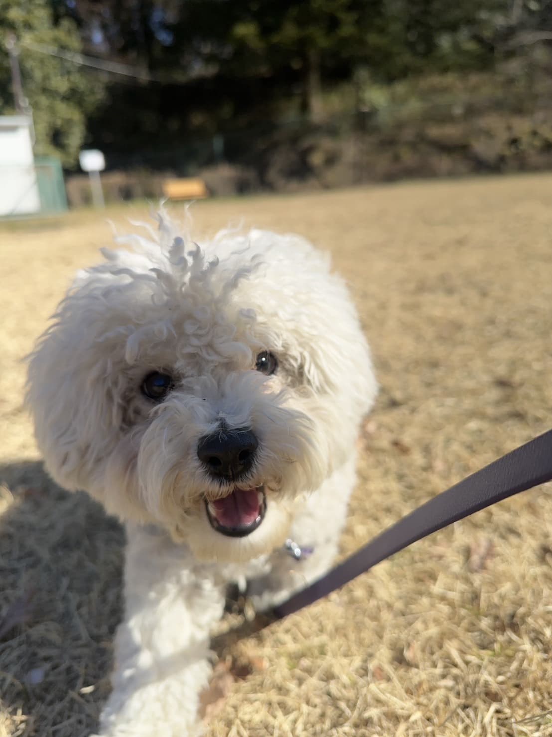東京都八王子市の犬のしつけ訓練ドッグスクールマリン
