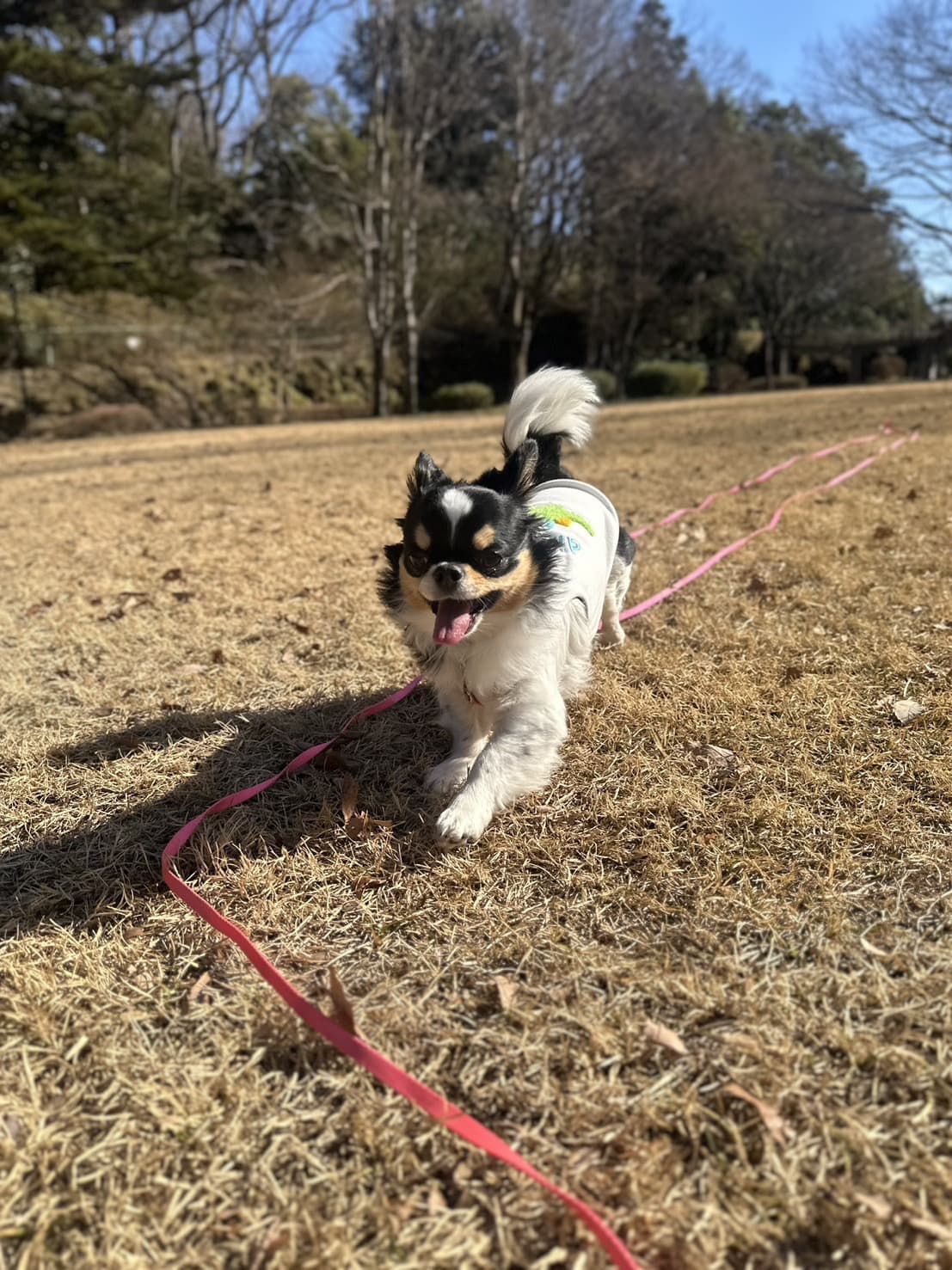 東京都八王子市の犬のしつけ訓練ドッグスクールマリン