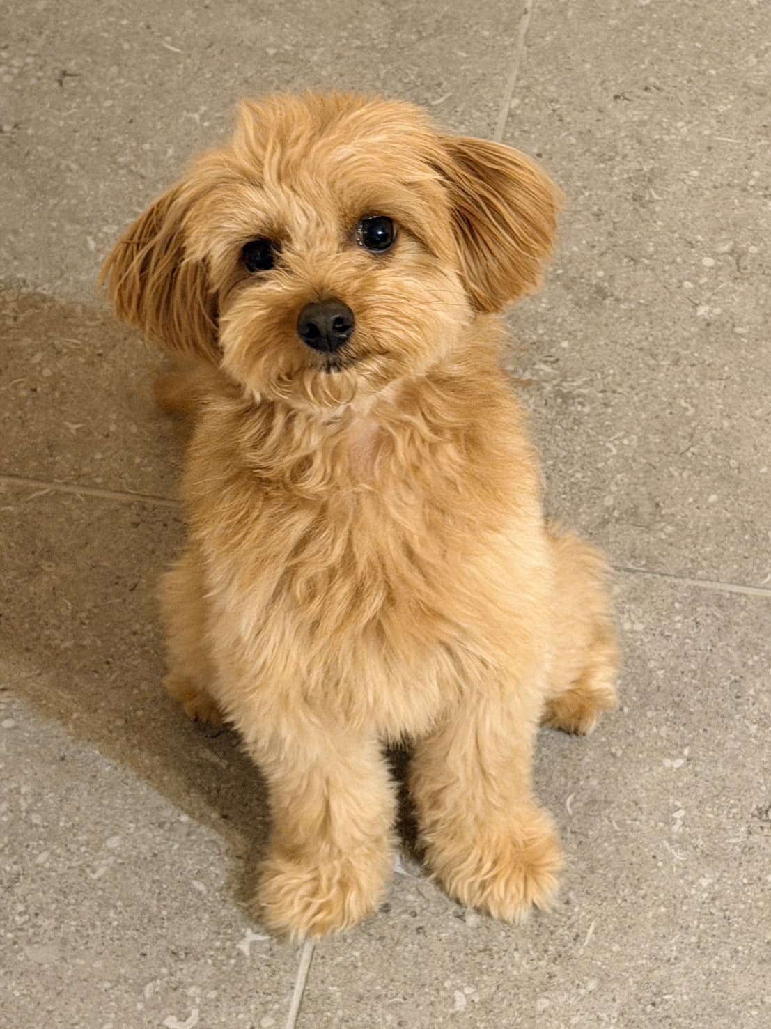 東京都八王子市の犬のしつけ訓練ドッグスクールマリン