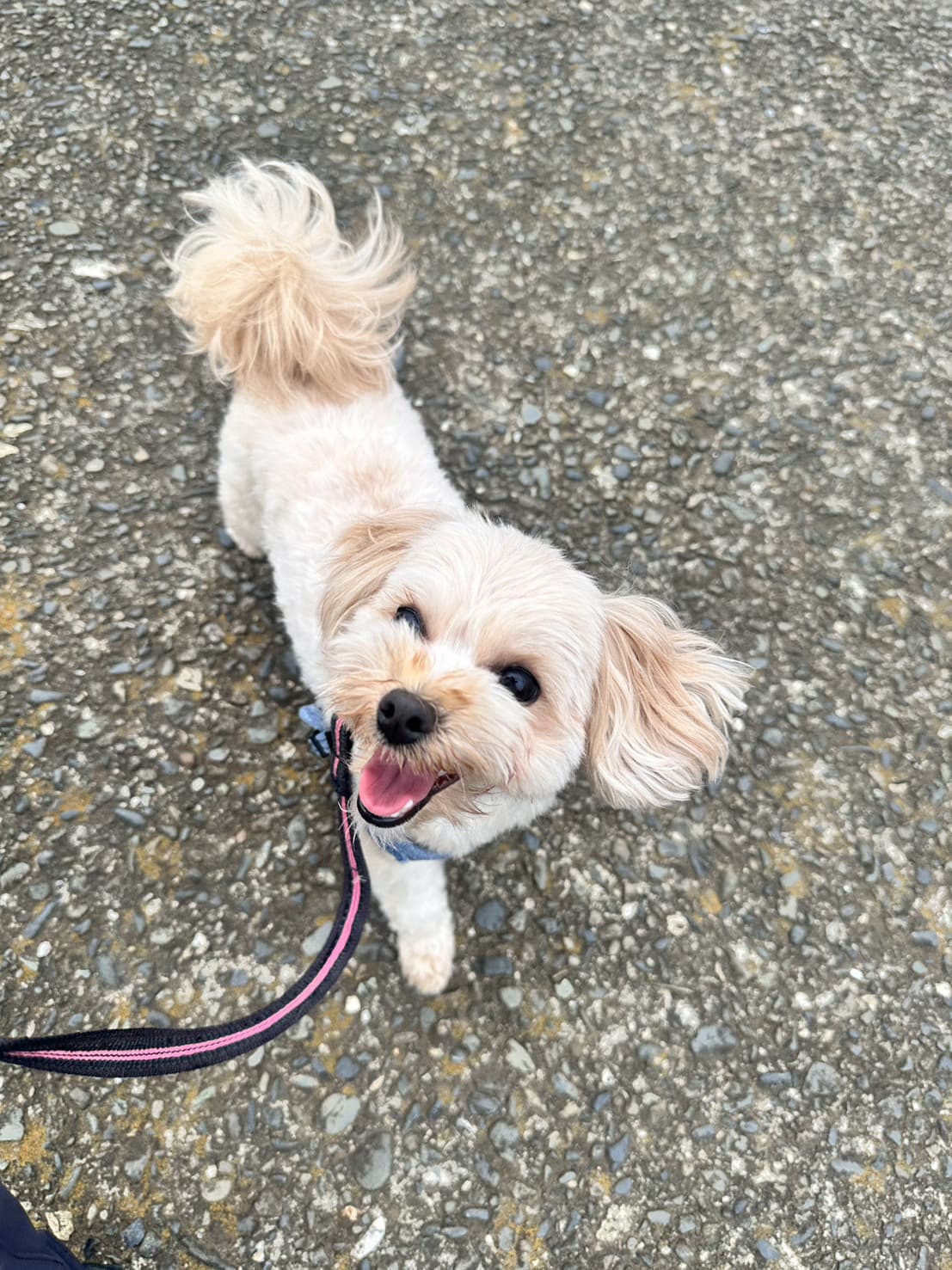 東京都八王子市の犬のしつけ訓練ドッグスクールマリン
