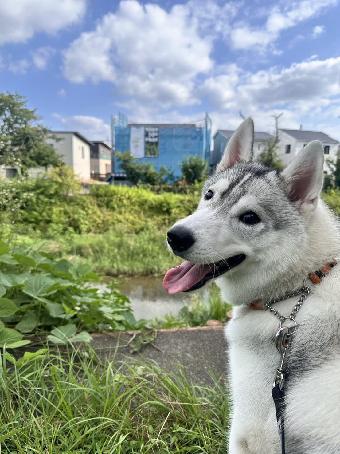 東京都八王子市の犬のしつけ訓練ドッグスクールマリン