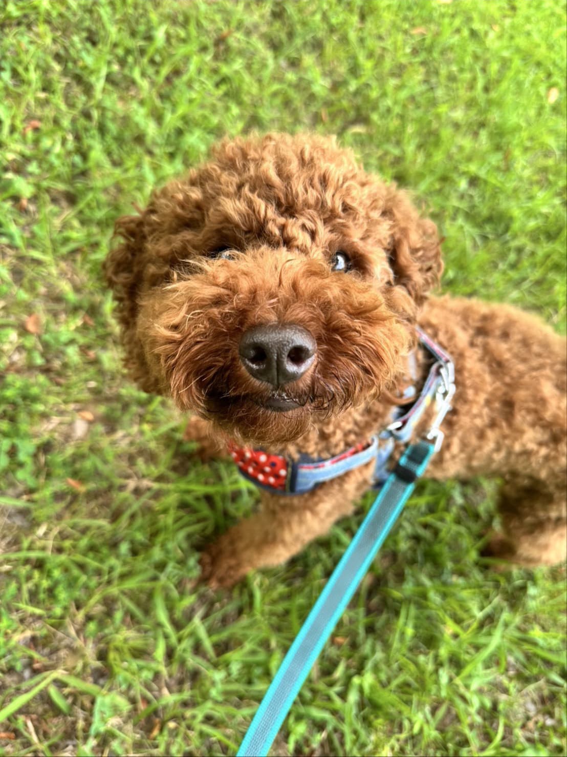 東京都八王子市の犬のしつけ訓練ドッグスクールマリン