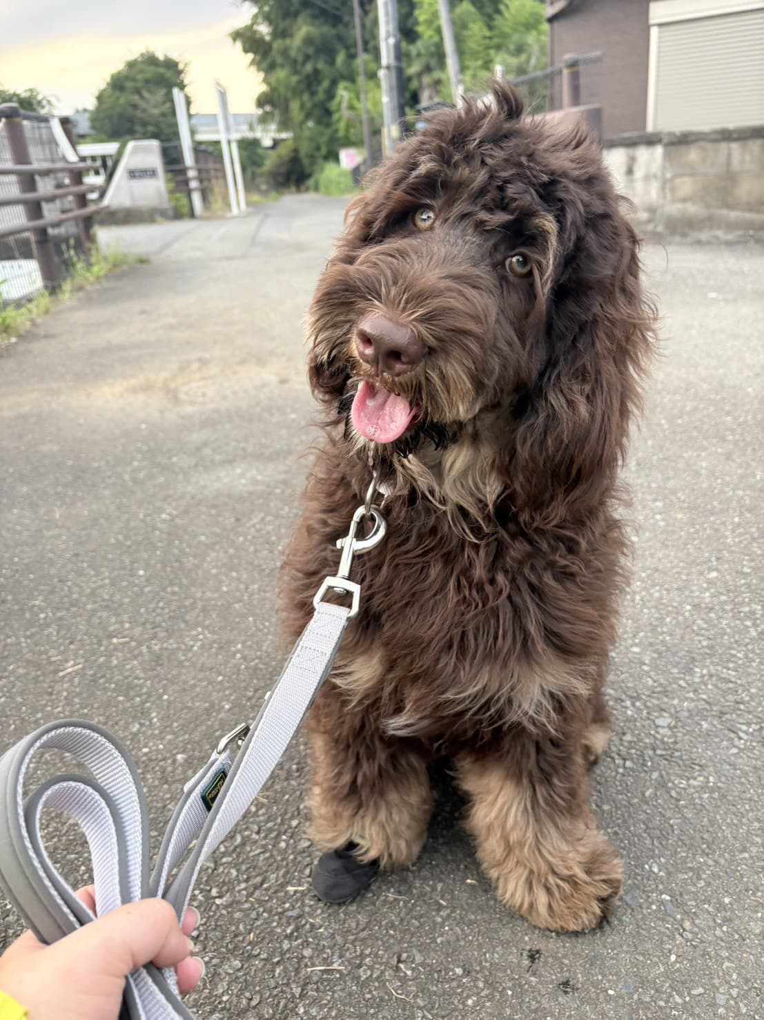 東京都八王子市の犬のしつけ訓練ドッグスクールマリン